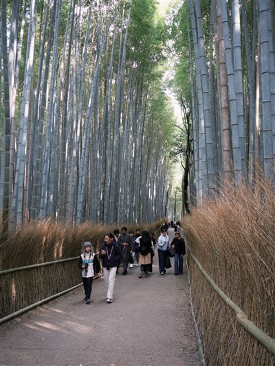 京都嵐山竹林遭刻字、闖私有地　失格觀光客惹怒居民[影]
