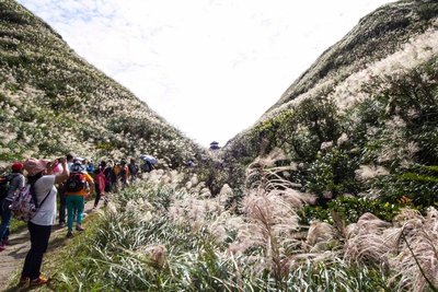 迎草嶺古道芒花季 東北角風管處推出接駁車