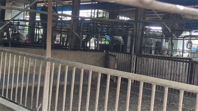 防堵非洲豬瘟 卓榮泰:全面疫調、廚餘去化場地須改進