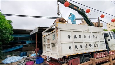 非洲豬瘟案疫調:台中市養豬協會總幹事10/11通報動保處