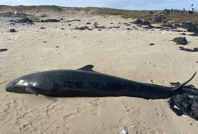 稀有偽虎鯨命喪澎湖海域 中華鯨豚協會:解剖採樣