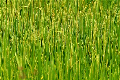 全球暖化影響農業 英國轉型種稻非異想天開