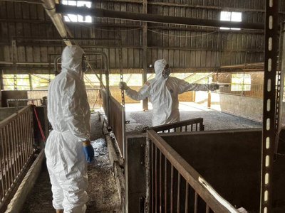 非洲豬瘟 台中市府清消採檢豬農住家10處皆陰性