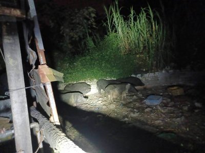 台中山豬場環境糞便採樣　初篩非洲豬瘟皆陰性