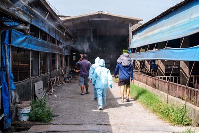 羅智強稱屏東廚餘養豬場稽查率7%　縣府：已完成2輪