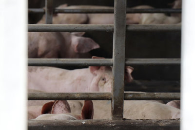 禁宰禁運解封　豬農鬆一口氣籲保障權益降損失