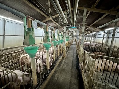 活豬禁運禁宰陸續解禁 彰化養豬業者盼政府放寬補助