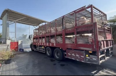 活豬禁運解除 南市府:強化肉品市場防疫稽查