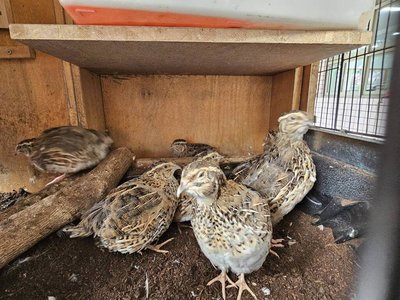 高市學童為小鵪鶉築窩 生命教育不再只是課本故事