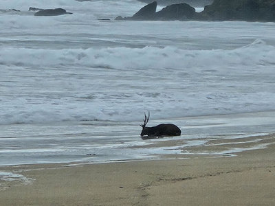 颱風天梅花鹿倒臥墾丁沙灘　疑遭流浪犬咬傷待營救