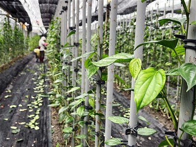 一片葉串起故鄉情 張育銓翻轉荖葉負面印象
