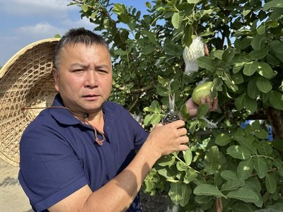 氣候衝擊彰化芭樂量減價飆新高 農會估12月底回穩