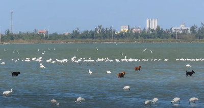 攝影師蘇家弘濕地拍野鳥 驚見犬隻追逐黑面琵鷺