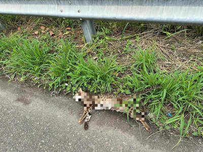 和美交流道堤防便道石虎路殺　籲民眾開車減速