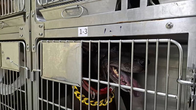 淡水黑狗兄違法展演 動保處開罰飼主並沒入犬隻