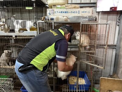 住宅非法繁殖販賣犬貓　台南男子將被罰逾50萬元