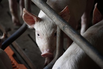 歐盟最大豬肉產國西班牙出現非洲豬瘟　31年來首見