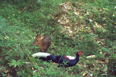 林保署嘉義分署紅外線相機監測 山羌跨物種同框王
