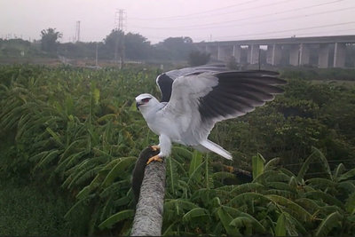 台南推猛禽棲架打造友善耕地　農民響應自設11座
