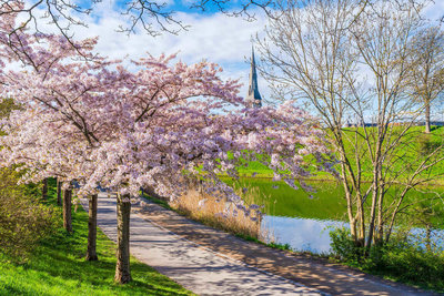 櫻花季參團人次增4倍 歐美長線異軍突起