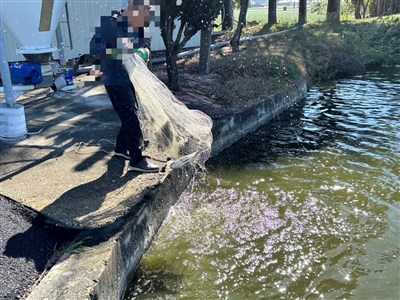 全聯鯛魚排檢出禁藥出錯　雲林養殖戶：一定要求償