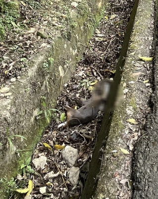山羌頭卡半截寶特瓶死亡 疑餵流浪動物間接害命