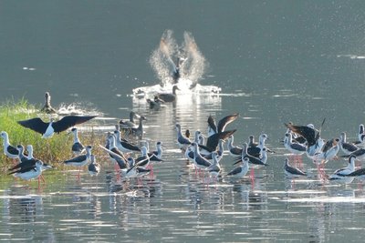 候鳥群到訪金城湖　竹市水鳥季引領感受濕地之美