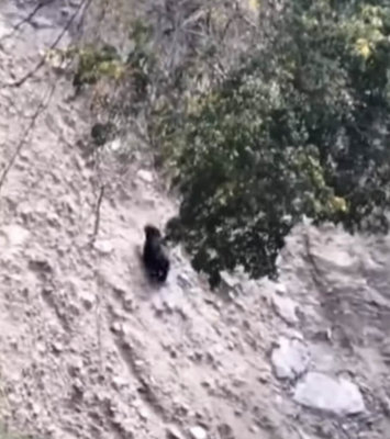 南投南豐、翠華村首度目擊台灣黑熊　林保署監測