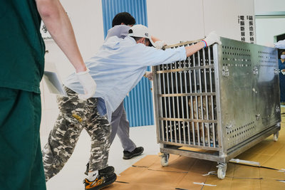 屏科大CT承重300公斤　支援檢查壽山動物園母獅