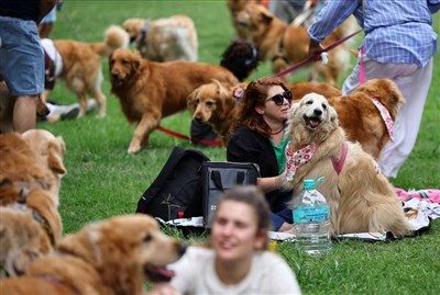 阿根廷超大型狗聚 逾千隻黃金獵犬擠爆公園拚世界紀錄