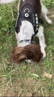 高雄男子公園埋毒交易　緝毒神犬助挖百顆大麻菸彈