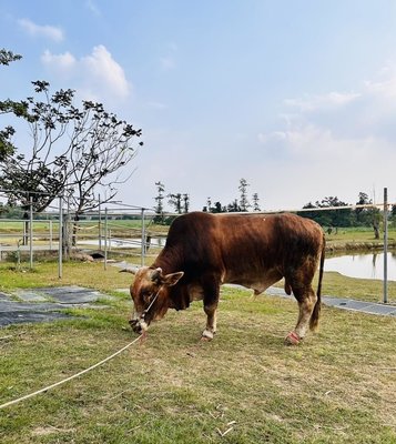 南投受虐黃牛住進台南「老牛的家」　開啟全新生活