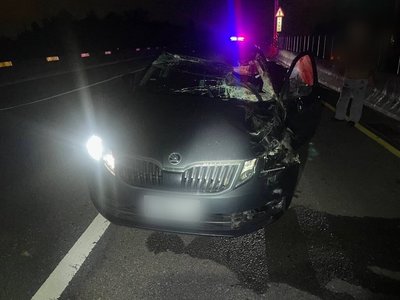 馬匹闖台61線苗栗段遭撞 駕駛受傷、馬死亡