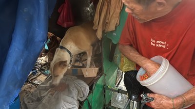 1人6狗三輪車組成一個家 馬尼拉街友因愛心走紅
