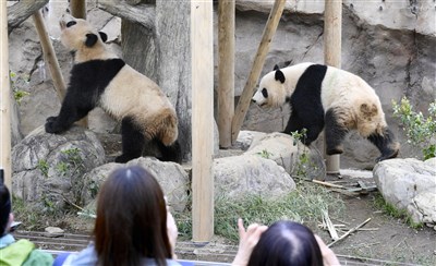 上野動物園大貓熊將返中 日民眾不捨與質疑聲交錯