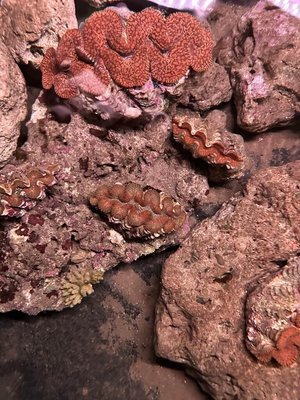 港口部落守護「海中玫瑰」  石梯坪建硨磲貝復育基地