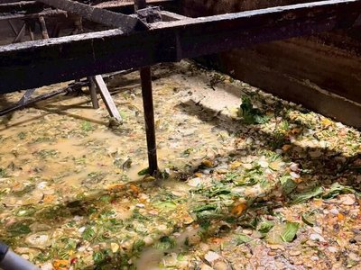 屏東2鄉3豬場違規廚餘餵豬　重罰共計300萬元