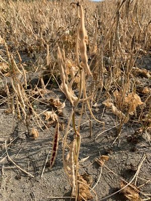 紅豆價格下滑 屏縣府與藍綠立委籲啟動調節