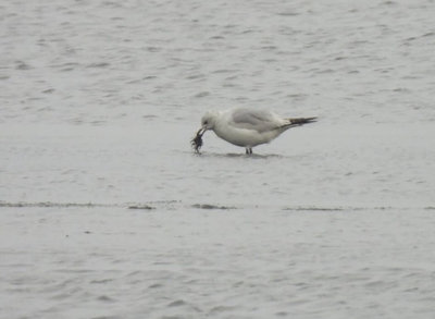 遺鷗台南將軍鹽田現蹤　台灣第5筆紀錄