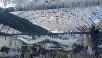 武陵農場清晨零下1.4度　藤花園化身水晶冰宮