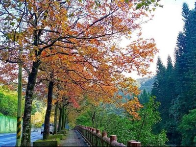 楓香換裝染紅台北街頭　中山北路估2週後現美景