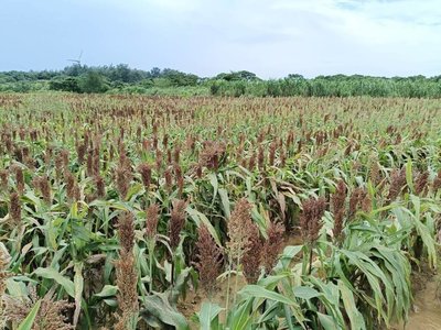綠色環境獎勵開放申請　桃園市加碼最高4.5萬元