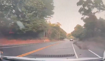 彰化市寶山路水鹿突衝出　自小客煞車不及撞上