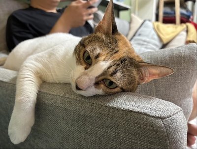 竹縣貓隻飼養數近3年增52%　納入強制寵物登記