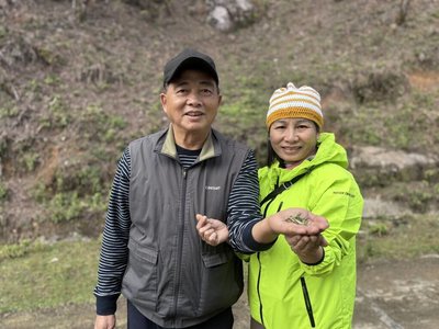 北越山區台灣人身影  十年執著成稀有古樹茶製作先驅