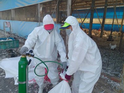屏東蛋中雞場確診H5N1禽流感　撲殺8640隻