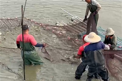 台美關稅15%　業者看好台灣鯛輸美成長