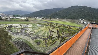 隨著稻苗茁壯　台東關山鎮天后邸家彩繪稻田漸立體