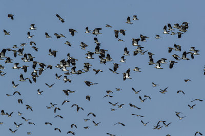 友善農業代表物種　鳥友觀測到逾萬小辮鴴雲林度冬