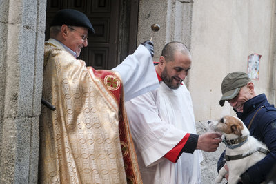 西班牙寵物專屬聖安東節   教堂為毛孩祈福萌翻天